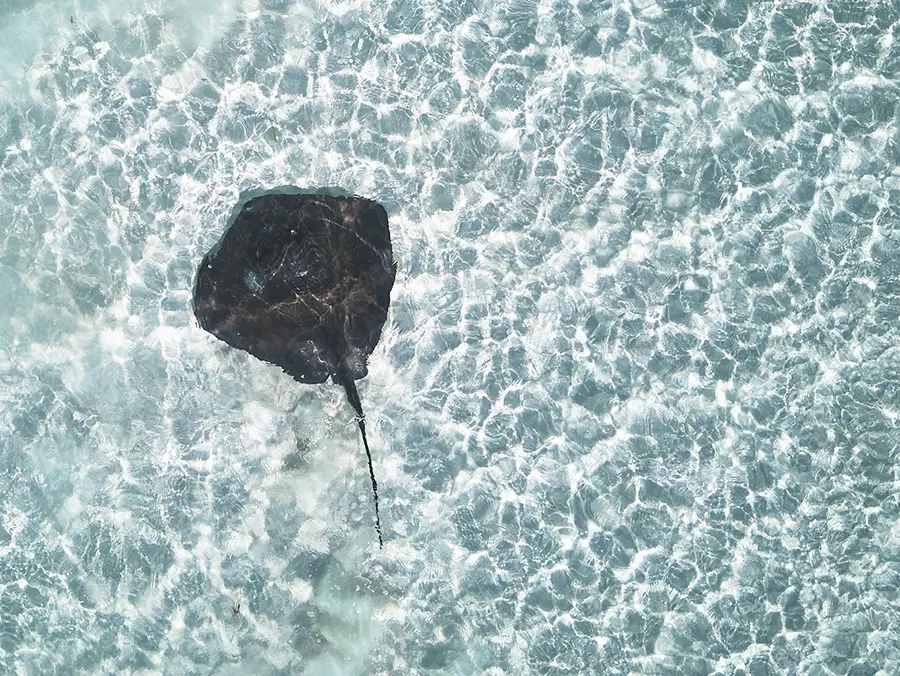 Swimming with stingrays st The Potlatch Club, Eleuthera
