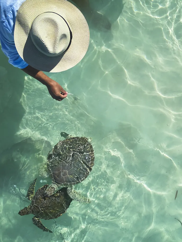 Feeding turtles at The Potlatch Club, Eleuthera